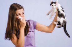 Як дізнатися нежить або алергія? Онлайн тест