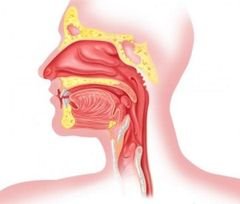 Причини мокротиння в горлі – звідки зявляється, чому і що робити