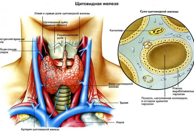 Вогнищеві утворення в щитовидній залозі правої і лівої частки